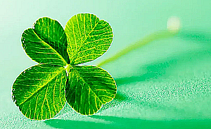 Profile photo for Mai Ân Nguyen