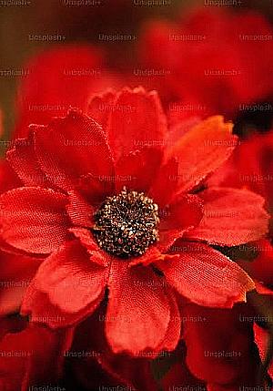 Profile photo for Dhanuja T