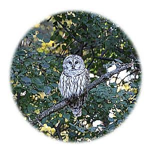 Profile photo for Gus Richards