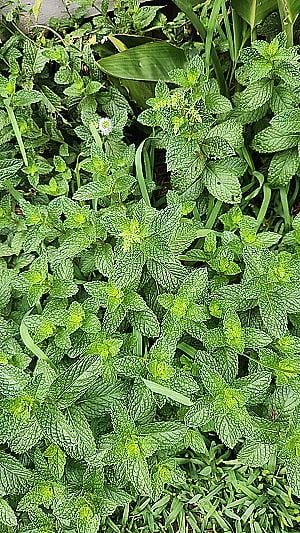 Profile photo for Rupal S