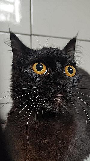 Profile photo for Bruna Leticia Peres Bueno