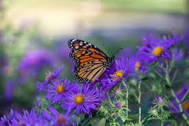 Profile photo for Roma J Southworth