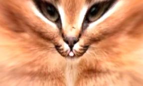 Profile photo for Fitz JC Wattson