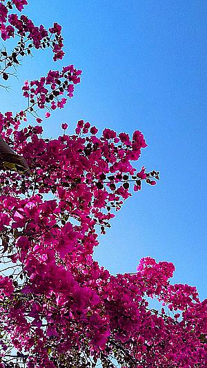 Profile photo for Ruby kumari