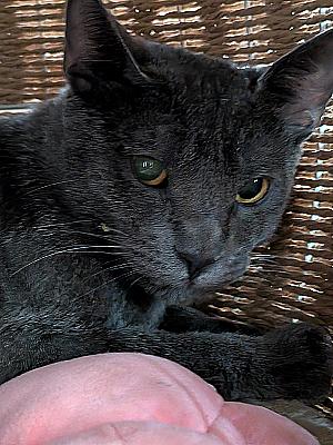 Profile photo for Akili Wu O'Bannon