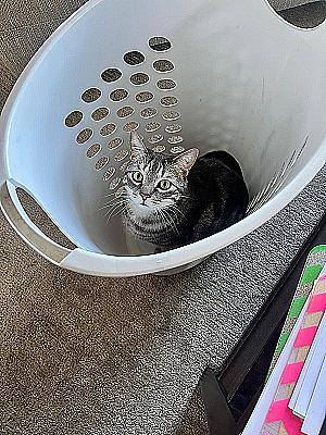 Profile photo for Carter Derek Whyte