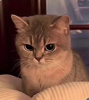 Profile photo for Salma Mohammed