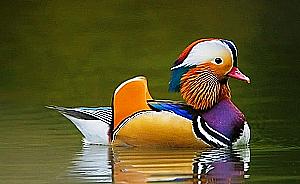 Profile photo for Angel Jones