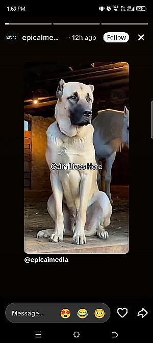 Profile photo for Elvis Deladem