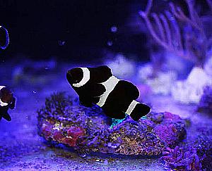 Profile photo for andrean sinaga