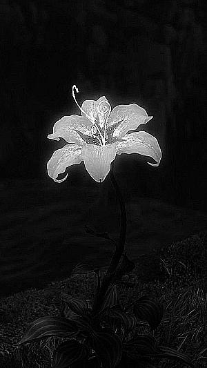 Profile photo for Laasya Priya