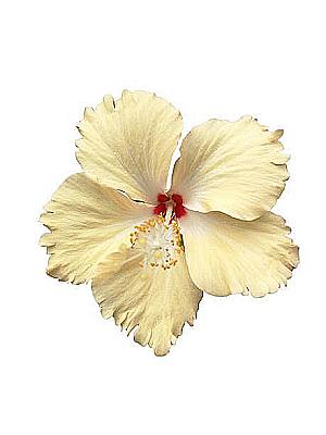 Profile photo for ezaki hikaru04