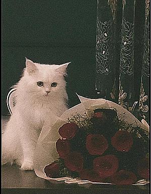 Profile photo for Ayla Noor