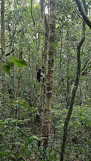 Profile photo for Kanto Fiderana