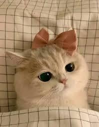 Profile photo for Erizka Khairunnisa Oky Febriana