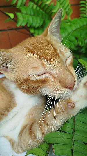 Profile photo for Fadilah Habzah Awaludin