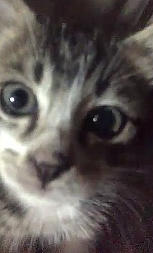 Profile photo for Maya jamila