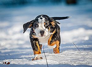 Profile photo for Robert Simons