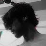 Profile photo for Abishai Nathan