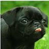 Profile photo for pugz12 pugz12
