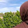 Profile photo for Shaimaa Hegazy