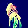 Profile photo for wulan wu