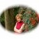 Profile photo for LINDA RISTIG