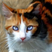Profile photo for lolo cat