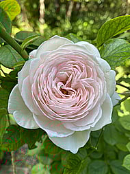 A Natural, Relaxed and Engaging Voice for audiobooks Banner Image